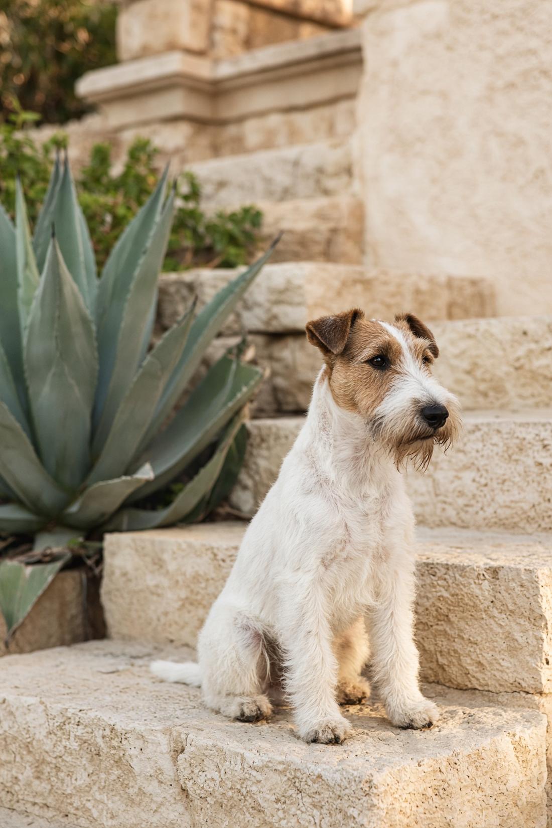 Wire-haired terrier sitting on limestone steps beside an agave